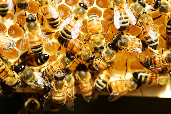 honey-bees-345620_1280